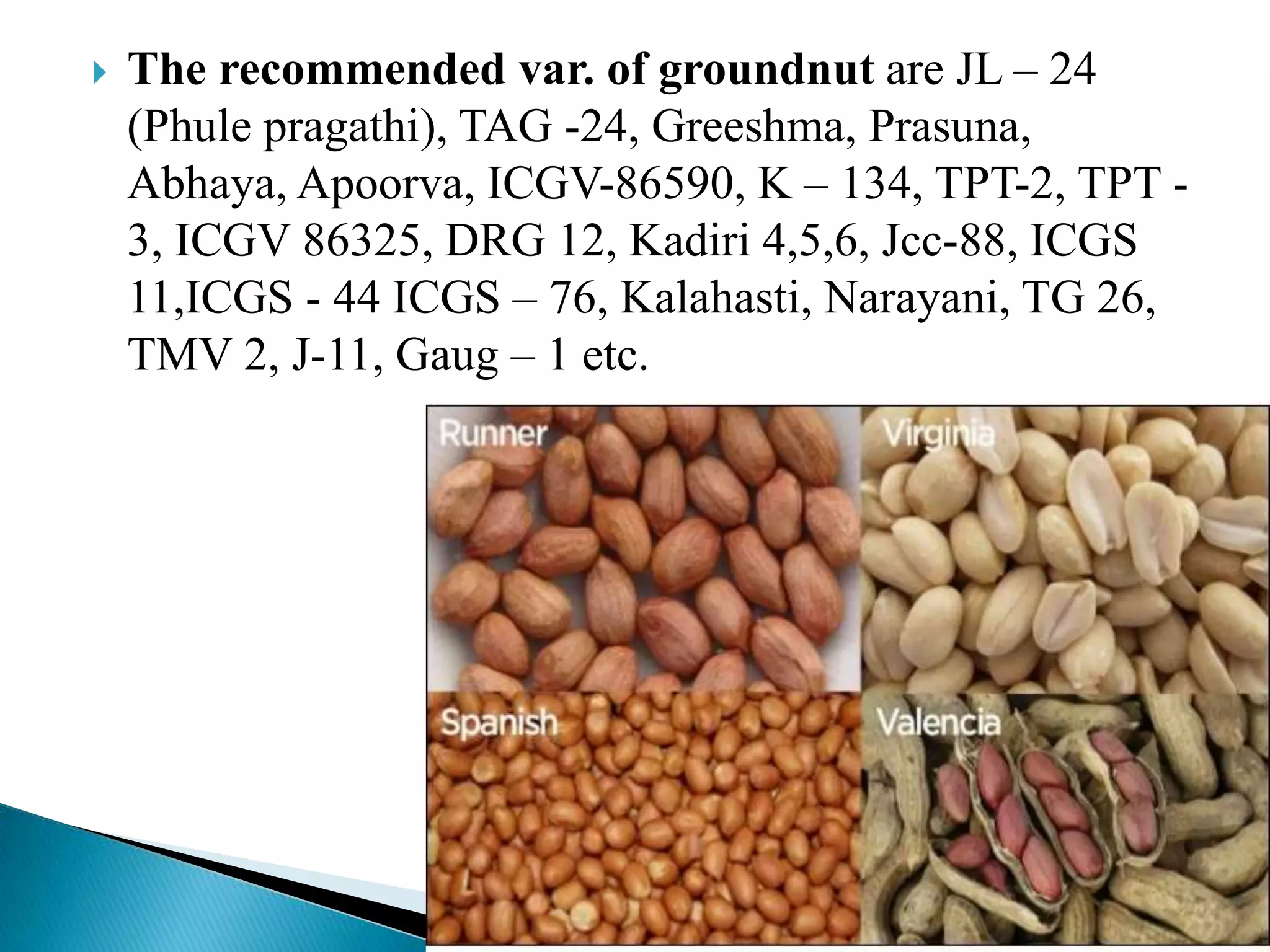 Ground nut | PPTX