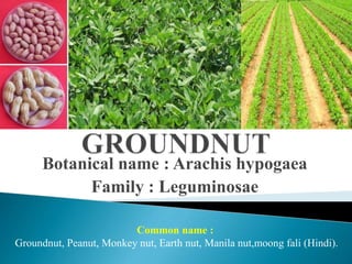 Botanical name : Arachis hypogaea
Family : Leguminosae
Common name :
Groundnut, Peanut, Monkey nut, Earth nut, Manila nut,moong fali (Hindi).
 