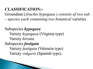 CLASSIFICATION:-
Groundnut (Arachis hypogaea ) consists of two sub
– species each containing two botanical varieties
Subspecies hypogaea
Variety hypogaea (Virginia type)
Variety hirsuta
Subspecies fastigata
Variety fastigata (Valencia type)
Variety vulgaris (Spanish type).
 