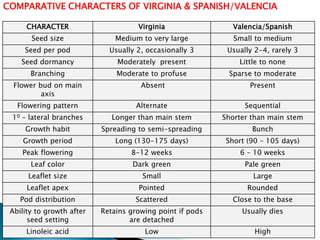 COMPARATIVE CHARACTERS OF VIRGINIA & SPANISH/VALENCIA
CHARACTER Virginia Valencia/Spanish
Seed size Medium to very large Small to medium
Seed per pod Usually 2, occasionally 3 Usually 2-4, rarely 3
Seed dormancy Moderately present Little to none
Branching Moderate to profuse Sparse to moderate
Flower bud on main
axis
Absent Present
Flowering pattern Alternate Sequential
10 – lateral branches Longer than main stem Shorter than main stem
Growth habit Spreading to semi-spreading Bunch
Growth period Long (130-175 days) Short (90 – 105 days)
Peak flowering 8-12 weeks 6 – 10 weeks
Leaf color Dark green Pale green
Leaflet size Small Large
Leaflet apex Pointed Rounded
Pod distribution Scattered Close to the base
Ability to growth after
seed setting
Retains growing point if pods
are detached
Usually dies
Linoleic acid Low High
 