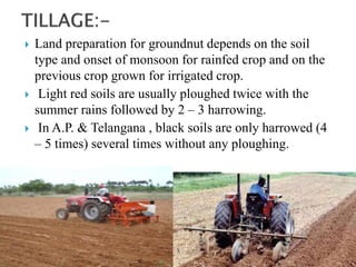  Land preparation for groundnut depends on the soil
type and onset of monsoon for rainfed crop and on the
previous crop grown for irrigated crop.
 Light red soils are usually ploughed twice with the
summer rains followed by 2 – 3 harrowing.
 In A.P. & Telangana , black soils are only harrowed (4
– 5 times) several times without any ploughing.
 