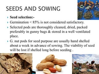 Seed selection:-
 Germination < 85% is not considered satisfactory.
 Selected pods are thoroughly cleaned, dried, packed
preferably in gunny bags & stored in a well ventilated
place.
 G. nut pods for seed purpose are usually hand shelled
about a week in advance of sowing. The viability of seed
will be lost if shelled long before seeding .
 