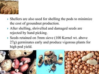  Shellers are also used for shelling the pods to minimize
the cost of groundnut production.
 After shelling, shrivelled and damaged seeds are
rejected by hand picking.
 Seeds retained on 5mm sieve (100 Kernel wt. above
27g) germinates early and produce vigorous plants for
high pod yield.
 