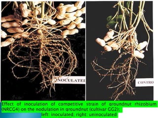 Effect of inoculation of competitive strain of groundnut rhizobium
(NRCG4) on the nodulation in groundnut (cultivar GG2);
left: inoculated; right: uninoculated
 
