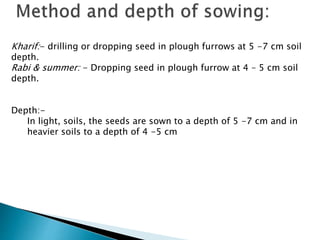Kharif:- drilling or dropping seed in plough furrows at 5 -7 cm soil
depth.
Rabi & summer: - Dropping seed in plough furrow at 4 – 5 cm soil
depth.
Depth:-
In light, soils, the seeds are sown to a depth of 5 -7 cm and in
heavier soils to a depth of 4 -5 cm
 