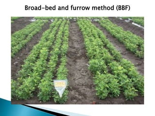 Broad-bed and furrow method (BBF)
 