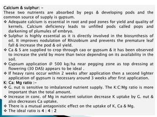 Calcium & sulphur: -
These two nutrients are absorbed by pegs & developing pods and the
common source of supply is gypsum.
 Adequate calcium is essential in root and pod zones for yield and quality of
kernels. Calcium deficiency leads to unfilled pods called pops and
darkening of plumules of embryo.
 Sulphur is highly essential as it is directly involved in the biosynthesis of
oil. It improves nodulation of Rhizobium and prevents the premature leaf
fall & increase the pod & oil yield.
 Ca & S are supplied to crop through cao or gypsum & it has been observed
to increase the yield by more than twice depending on its availability in the
soil.
 Gypsum application @ 500 kg/ha near pegging zone as top dressing at
flowering (30 DAS) appears to be ideal .
 If heavy rains occur within 2 weeks after application then a second lighter
application of gypsum is necessary around 3 weeks after first application.
K: Ca: Mg ratio :-
 G. nut is sensitive to imbalanced nutrient supply. The K:C:Mg ratio is more
important than the total amount.
 Increase in conc. of Mg in nutrient solution decrease K uptake by G. nut &
also decreases Ca uptake.
 There is a mutual antagonistic effect on the uptake of K, Ca & Mg.
 The ideal ratio is 4 : 4 : 2
 
