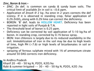 Zinc, Boron & Iron:-
• ZINC: Zn def. is common on sandy & sandy loam soils. The
critical limit of available Zn in soil is <0.6 ppm.
• Application of Znso4 @ 2 kg /ha once in 2 years corrects the def
iciency. If it is observed in standing crop, foliar application of
0.2% ZnSO4 along with 0.2% lime can correct the deficiency.
• BORON: ‘B’ def. leads to HOLLOW HEART. Deficiency has been
reported in light soils of Punjab & T.N.
• The threshold level of boron is 0.25 ppm.
• Deficiency can be corrected by soil application of 5–10 kg/ha of
boron. In standing crop, corrected by 0.1% borax spray.
• IRON: Iron chlorosis is largely due to its reduced availability in the
soil. Immobilization of iron in the soil may be due to high levels
of lime, high PH (>7.6) or high levels of bicarbonates in soil or
irrigation.
• spraying of ferrous sulphate mixed with 1% of ammonium citrate
around 50 DAS corrects iron deficiency.
In Andhra Pradesh
Kharif 20 -40 – 50 kg N, P2O5, K2O/ha
Rabi & summer Irrigated -- 30 – 40 – 50 Kg N, P2O5, K2O /ha
 