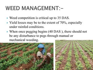  Weed competition is critical up to 35 DAS.
 Yield losses may be to the extent of 70%, especially
under rainfed conditions.
 When once pegging begins (40 DAS ), there should not
be any disturbance to pegs through manual or
mechanical weeding.
 