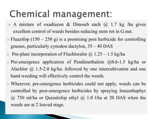  A mixture of oxadiazon & Dinoseb each @ 1.7 kg /ha gives
excellent control of weeds besides reducing stem rot in G.nut.
 Fluazifop (150 – 250 g) is a promising post herbicide for controlling
grasses, particularly cynodon dactylon, 35 – 40 DAS
 Pre-plant incorporation of Fluchloralin @ 1.25 – 1.5 kg/ha
 Pre-emergence application of Pendimethalnin @0.6-1.5 kg/ha or
Alachlor @ 1.5-2.0 kg/ha. followed by one intercultivation and one
hand weeding will effectively control the weeds.
 Wherever, pre-emergence herbicides could not apply, weeds can be
controlled by post-emergence herbicides by spraying Imazethaphyr
@ 750 ml/ha or Quizalofop ethyl @ 1.0 l/ha at 20 DAS when the
weeds are at 2 leaved stage.
 