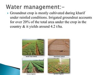  Groundnut crop is mostly cultivated during kharif
under rainfed conditions. Irrigated groundnut accounts
for over 20% of the total area under the crop in the
country & it yields around 4.2 t/ha.
 