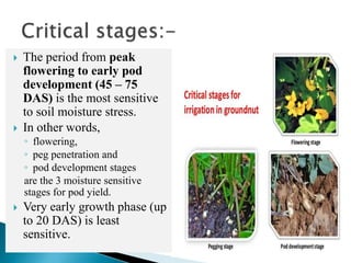  The period from peak
flowering to early pod
development (45 – 75
DAS) is the most sensitive
to soil moisture stress.
 In other words,
◦ flowering,
◦ peg penetration and
◦ pod development stages
are the 3 moisture sensitive
stages for pod yield.
 Very early growth phase (up
to 20 DAS) is least
sensitive.
 