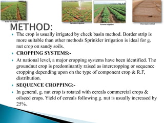  The crop is usually irrigated by check basin method. Border strip is
more suitable than other methods Sprinkler irrigation is ideal for g.
nut crop on sandy soils.
 CROPPING SYSTEMS:-
 At national level, a major cropping systems have been identified. The
groundnut crop is predominantly raised as intercropping or sequence
cropping depending upon on the type of component crop & R.F,
distribution.
 SEQUENCE CROPPING:-
 In general, g. nut crop is rotated with cereals commercial crops &
oilseed crops. Yield of cereals following g. nut is usually increased by
25%.
 