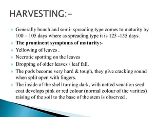  Generally bunch and semi- spreading type comes to maturity by
100 – 105 days where as spreading type it is 125 -135 days.
 The prominent symptoms of maturity:-
 Yellowing of leaves .
 Necrotic spotting on the leaves
 Dropping of older leaves / leaf fall.
 The pods become very hard & tough, they give cracking sound
when split open with fingers.
 The inside of the shell turning dark, with netted venation seed
coat develops pink or red colour (normal colour of the varities)
raising of the soil to the base of the stem is observed .
 
