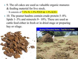  9. The oil cakes are used as valuable organic manures
& feeding material for live stock.
◦ It consists of 7.3% N; 1.5% P2O5 & 1.3% K2O.
 10. The peanut haulms contain crude protein 5–8%
lipids 1–3% and minerals 9– 10%. These are used as
cattle feed either in fresh or in dried stage or preparing
hay or silage.
 