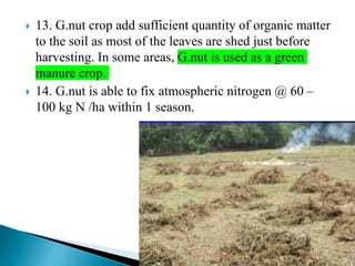  13. G.nut crop add sufficient quantity of organic matter
to the soil as most of the leaves are shed just before
harvesting. In some areas, G.nut is used as a green
manure crop.
 14. G.nut is able to fix atmospheric nitrogen @ 60 –
100 kg N /ha within 1 season.
 