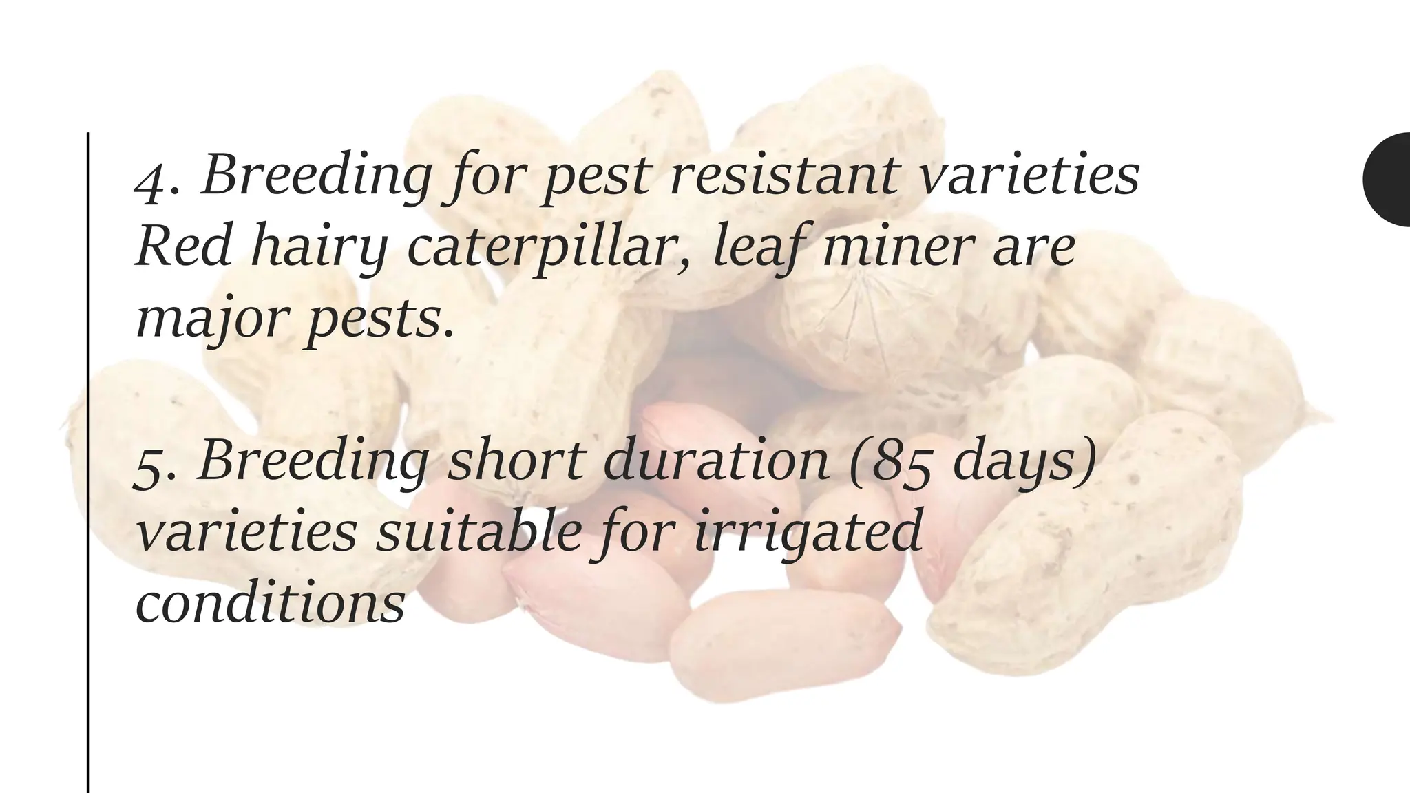 4. Breeding for pest resistant varieties
Red hairy caterpillar, leaf miner are
major pests.
5. Breeding short duration (85 days)
varieties suitable for irrigated
conditions
 