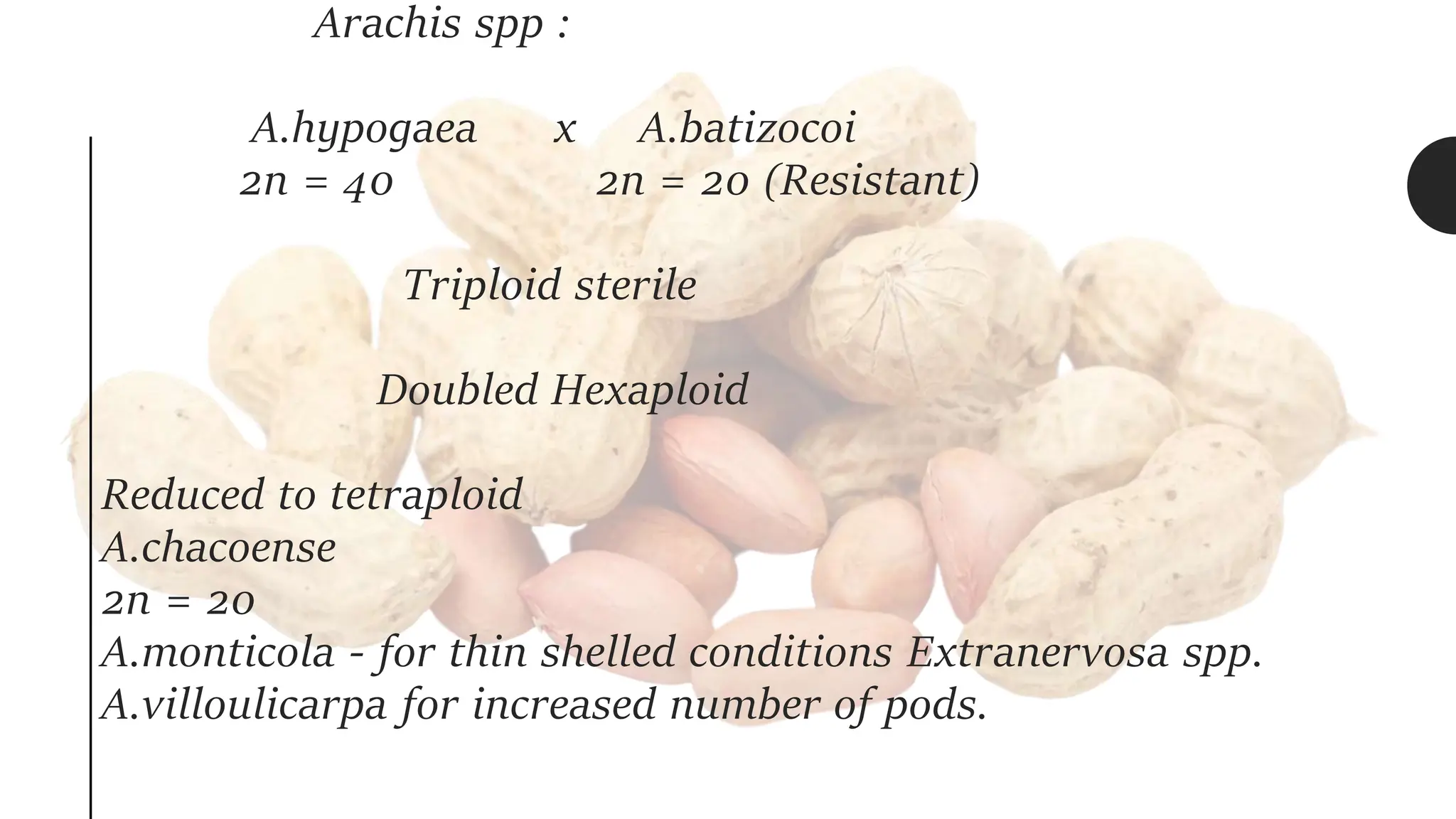Arachis spp :
A.hypogaea x A.batizocoi
2n = 40 2n = 20 (Resistant)
Triploid sterile
Doubled Hexaploid
Reduced to tetraploid
A.chacoense
2n = 20
A.monticola - for thin shelled conditions Extranervosa spp.
A.villoulicarpa for increased number of pods.
 