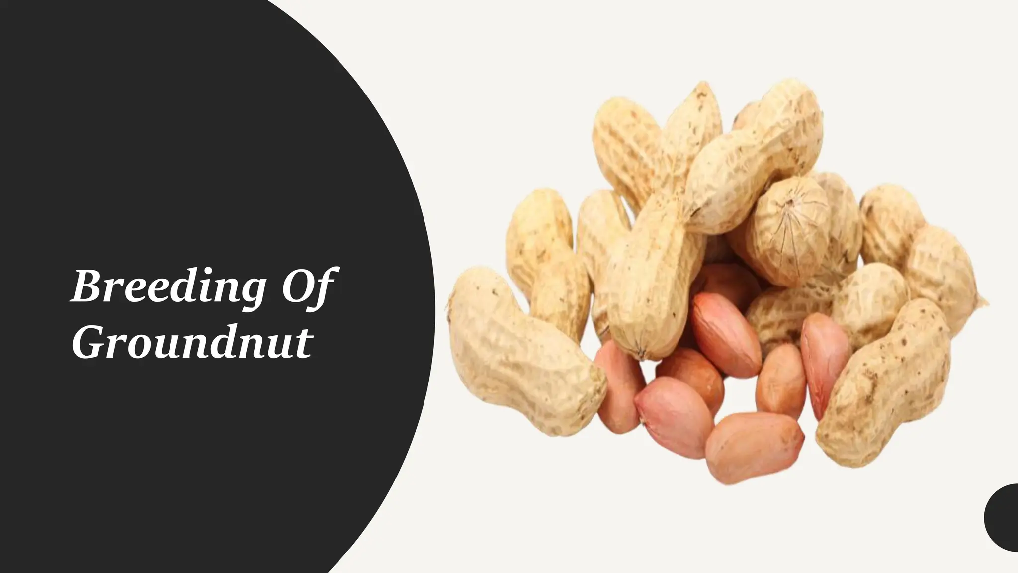 Breeding Of
Groundnut
 