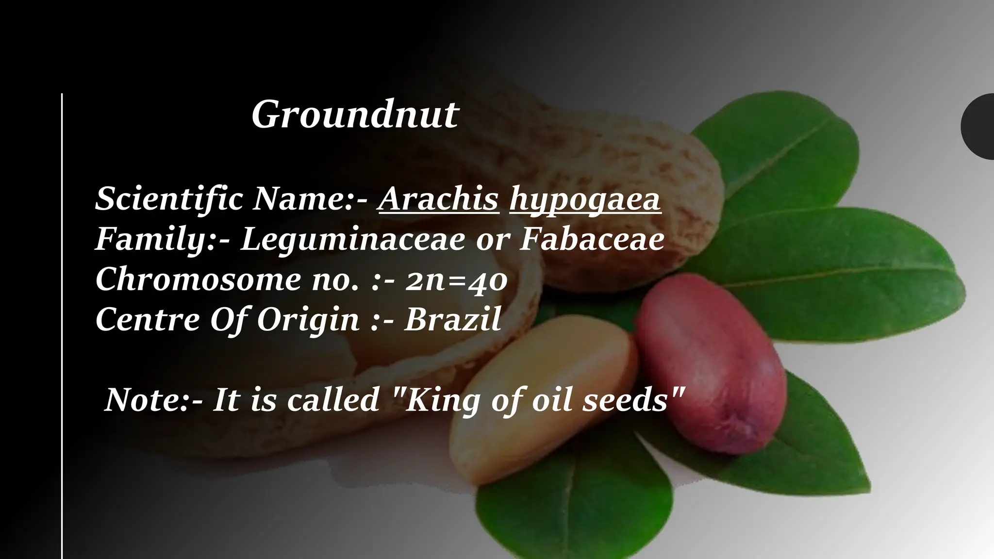 Groundnut
Scientific Name:- Arachis hypogaea
Family:- Leguminaceae or Fabaceae
Chromosome no. :- 2n=40
Centre Of Origin :- Brazil
Note:- It is called "King of oil seeds"
 
