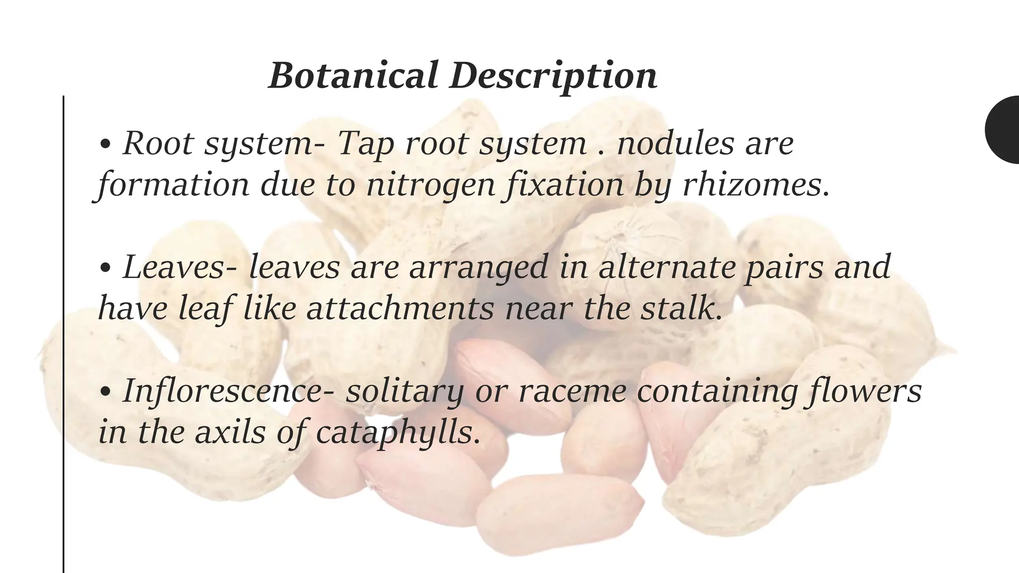 Botanical Description
• Root system- Tap root system . nodules are
formation due to nitrogen fixation by rhizomes.
• Leaves- leaves are arranged in alternate pairs and
have leaf like attachments near the stalk.
• Inflorescence- solitary or raceme containing flowers
in the axils of cataphylls.
 