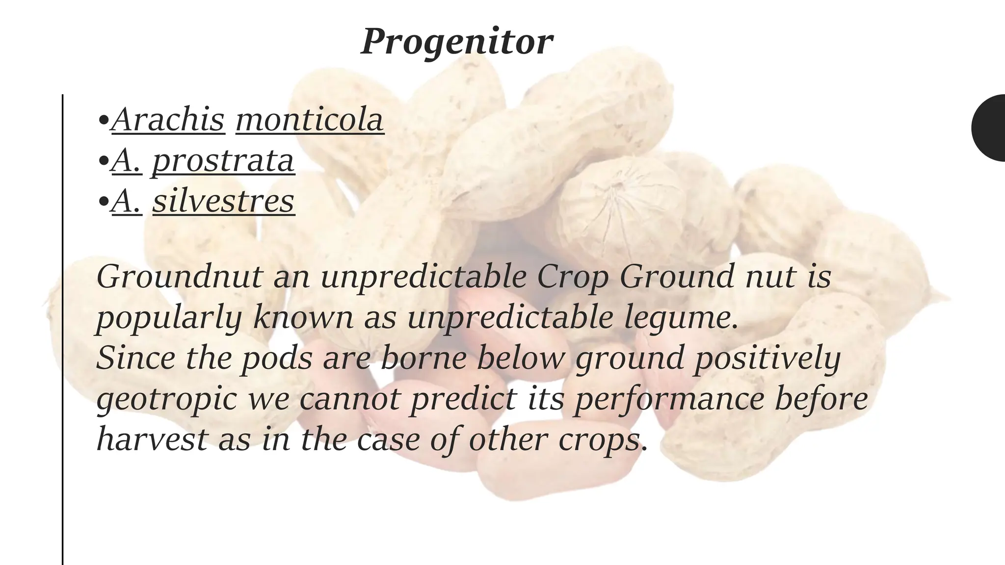 Progenitor
•Arachis monticola
•A. prostrata
•A. silvestres
Groundnut an unpredictable Crop Ground nut is
popularly known as unpredictable legume.
Since the pods are borne below ground positively
geotropic we cannot predict its performance before
harvest as in the case of other crops.
 