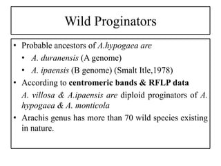 Wild Proginators
• Probable ancestors of A.hypogaea are
• A. duranensis (A genome)
• A. ipaensis (B genome) (Smalt Itle,1978)
• According to centromeric bands & RFLP data
A. villosa & A.ipaensis are diploid proginators of A.
hypogaea & A. monticola
• Arachis genus has more than 70 wild species existing
in nature.
 
