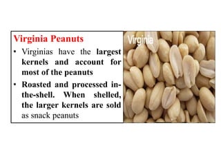 Virginia Peanuts
• Virginias have the largest
kernels and account for
most of the peanuts
• Roasted and processed in-
the-shell. When shelled,
the larger kernels are sold
as snack peanuts
 