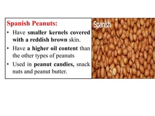 Spanish Peanuts:
• Have smaller kernels covered
with a reddish brown skin.
• Have a higher oil content than
the other types of peanuts
• Used in peanut candies, snack
nuts and peanut butter.
 
