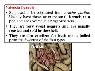 Valencia Peanuts
• Supposed to be originated from Arachis pusilla.
Usually have three or more small kernels to a
pod and are covered in a bright-red skin.
• They are very sweet peanuts and are usually
roasted and sold in-the-shell.
• They are also excellent for fresh use as boiled
peanuts. Sweetest of the four types.
 