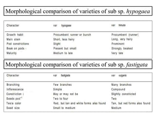 Morphological comparison of varieties of sub sp. hypogaea
Morphological comparison of varieties of sub sp. fastigata
 
