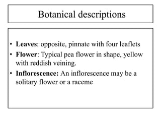 Botanical descriptions
• Leaves: opposite, pinnate with four leaflets
• Flower: Typical pea flower in shape, yellow
with reddish veining.
• Inflorescence: An inflorescence may be a
solitary flower or a raceme
 