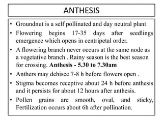 ANTHESIS
• Groundnut is a self pollinated and day neutral plant
• Flowering begins 17-35 days after seedlings
emergence which opens in centripetal order.
• A flowering branch never occurs at the same node as
a vegetative branch . Rainy season is the best season
for crossing. Anthesis - 5.30 to 7.30am
• Anthers may dehisce 7-8 h before flowers open .
• Stigma becomes receptive about 24 h before anthesis
and it persists for about 12 hours after anthesis.
• Pollen grains are smooth, oval, and sticky,
Fertilization occurs about 6h after pollination.
 
