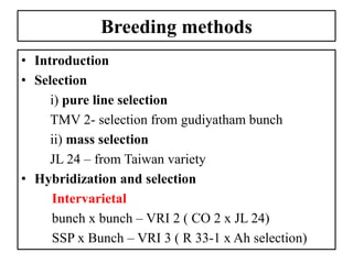 Breeding methods
• Introduction
• Selection
i) pure line selection
TMV 2- selection from gudiyatham bunch
ii) mass selection
JL 24 – from Taiwan variety
• Hybridization and selection
Intervarietal
bunch x bunch – VRI 2 ( CO 2 x JL 24)
SSP x Bunch – VRI 3 ( R 33-1 x Ah selection)
 