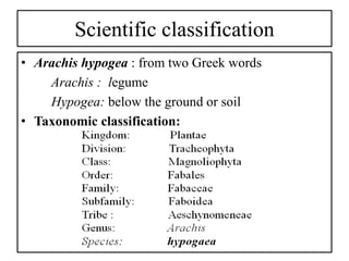 Scientific classification
• Arachis hypogea : from two Greek words
Arachis : legume
Hypogea: below the ground or soil
• Taxonomic classification:
 