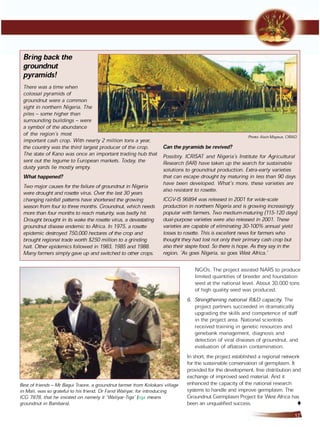 Groundnut for west africa