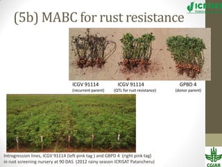 Groundnut improvement: Use of genetic and genomic tools