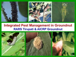 Integrated Pest Management in Groundnut
RARS Tirupati & AICRP Groundnut
 
