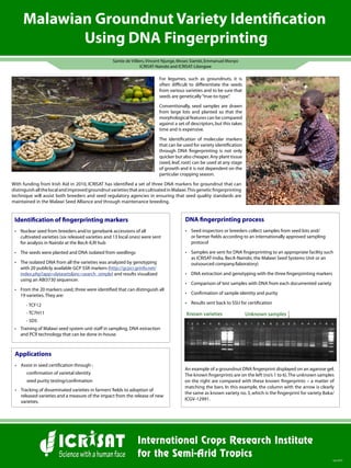 Malawian Groundnut Variety Identification
Using DNA Fingerprinting
Sep/2010
Santie de Villiers,Vincent Njunge,Moses Siambi,Emmanuel Monyo
ICRISAT-Nairobi and ICRISAT-Lilongwe
For legumes, such as groundnuts, it is
often difficult to differentiate the seeds
from various varieties and to be sure that
seeds are genetically“true-to-type”.
Conventionally, seed samples are drawn
from large lots and planted so that the
morphological features can be compared
against a set of descriptors,but this takes
time and is expensive.
The identification of molecular markers
that can be used for variety identification
through DNA fingerprinting is not only
quicker but also cheaper.Any plant tissue
(seed, leaf, root) can be used at any stage
of growth and it is not dependent on the
particular cropping season.
Identification of fingerprinting markers
•	 Nuclear seed from breeders and/or genebank accessions of all
cultivated varieties (six released varieties and 13 local ones) were sent
for analysis in Nairobi at the BecA-ILRI hub
•	 The seeds were planted and DNA isolated from seedlings
•	 The isolated DNA from all the varieties was analyzed by genotyping
with 20 publicly available GCP SSR markers (http://gcpcr.grinfo.net/
index.php?app=datasets&inc=search_simple) and results visualized
using an ABI3730 sequencer.
•	 From the 20 markers used, three were identified that can distinguish all
19 varieties. They are:
		 - TCF12
		 - TC7H11
		 - 5D5
•	 Training of Malawi seed system unit staff in sampling, DNA extraction
and PCR technology that can be done in-house.
DNA fingerprinting process
•	 Seed inspectors or breeders collect samples from seed lots and/
or farmer fields according to an internationally approved sampling
protocol
•	 Samples are sent for DNA fingerprinting to an appropriate facility such
as ICRISAT-India, BecA-Nairobi, the Malawi Seed Systems Unit or an
outsourced company/laboratory)
•	 DNA extraction and genotyping with the three fingerprinting markers
•	 Comparison of test samples with DNA from each documented variety
•	 Confirmation of sample identity and purity
•	 Results sent back to SSU for certification
Applications
•	 Assist in seed certification through :
		 confirmation of varietal identity
		 seed purity testing/confirmation
•	 Tracking of disseminated varieties in farmers’fields to adoption of
released varieties and a measure of the impact from the release of new
varieties.
An example of a groundnut DNA fingerprint displayed on an agarose gel.
The known fingerprints are on the left (no’s 1 to 6).The unknown samples
on the right are compared with these known fingerprints – a matter of
matching the bars. In this example, the column with the arrow is clearly
the same as known variety no.3,which is the fingerprint for variety Baka/
ICGV-12991.
With funding from Irish Aid in 2010, ICRISAT has identified a set of three DNA markers for groundnut that can
distinguishallthelocalandimprovedgroundnutvarietiesthatarecultivatedinMalawi.Thisgeneticfingerprinting
technique will assist both breeders and seed regulatory agencies in ensuring that seed quality standards are
maintained in the Malawi Seed Alliance and through maintenance breeding.
 
