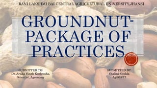 GROUNDNUT-
PACKAGE OF
PRACTICES
RANI LAKSHMI BAI CENTRAL AGRICULTURAL UNIVERSITY,JHANSI
SUBMITTED TO:
Dr. Artika Singh Kushwaha,
Scientist, Agronomy
SUBMITTED BY:
Shalini Shukla
Ag/063/17
 