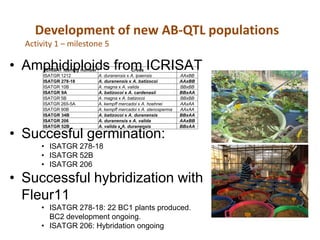 Development of new AB-QTL populations
  Activity 1 – milestone 5

• Amphidiploids from ICRISAT
        ICRISAT identity number                   Cross
       ISATGR 1212                A. duranensis x A. ipaensis           AAxBB
       ISATGR 278-18              A. duranensis x A. batizocoi          AAxBB
       ISATGR 10B                 A. magna x A. valida                  BBxBB
       ISATGR 9A                  A. batizocoi x A. cardenasii          BBxAA
       ISATGR 5B                  A. magna x A. batizocoi               BBxBB
       ISATGR 265-5A              A. kempff mercadoi x A. hoehnei       AAxAA
       ISATGR 90B                 A. kempff mercadoi x A. stenosperma   AAxAA
       ISATGR 34B                 A. batizocoi x A. duranensis          BBxAA
       ISATGR 206                 A. duranensis x A. valida             AAxBB
       ISATGR 52B                 A. valida x A. duranensis             BBxAA

• Succesful germination:
      • ISATGR 278-18
      • ISATGR 52B
      • ISATGR 206

• Successful hybridization with
  Fleur11
      • ISATGR 278-18: 22 BC1 plants produced.
        BC2 development ongoing.
      • ISATGR 206: Hybridation ongoing
 