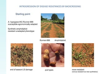 INTROGRESSION OF DISEASE RESISTANCES BY BACKCROSSING


        Starting point


A. hypogaea IAC-Runner-886
susceptible agronomically adapted

Synthetic amphidiploid
resistant unadapted phenotype



                                    Runner-886       Amphidiploid




  end of season LS damage                pod types                  more resistant
                                                                    (not as resistant as new synthetics)
 