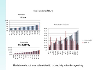 Field evaluations of BC1F2s
                                      Resistance

                                               %DLA
10.00
 8.00
 6.00                                                                                                                                   Productivity x resistance
 4.00
 2.00                                                                                                                          90.00
 0.00                                                                                                                          80.00
          AixAd


           BC-6
          BC-92




         BC-174


          BC-16


          BC-15
          BC-70
          BC-13
          BC-37
          BC-33
         BC-146
         BC-125

         BC-135
         BC-203

         BC-145


         BC-138

         BC-122
         BC-152




         BC-170
                                                                                                                               70.00
                                                                                                                               60.00
                                                                                                                               50.00
                                                                                                                               40.00                                Productivity (g)
                                              Productivity                                                                     30.00                                %DLA *10

                                           Productivity                                                                        20.00
        150.00                                                                                                                 10.00
        100.00                                                                                                                  0.00




                                                                                                                                         BC-6




                                                                                                                                        BC-30
                                                                                                                                         BC-5
                                                                                                                                         BC-3




                                                                                                                                        BC-36
                                                                                                                                        BC-33


                                                                                                                                        BC-77

                                                                                                                                        BC-15

                                                                                                                                        BC-13
                                                                                                                                       BC-157
                                                                                                                                       BC-136
                                                                                                                                       BC-138
                                                                                                                                       BC-203


                                                                                                                                       BC-156




                                                                                                                                       BC-170
                                                                                                                                       BC-111
                                                                                                                                       BC-145
                                                                                                                                        AixAd

         50.00
          0.00
                 AixAd




                                                                    BC-6
                         BC-195


                                           BC-85
                                                   BC-36



                                                                           BC-16
                                                                                   BC-15
                                  BC-136



                                                           BC-150




                                                                                           BC-196
                                                                                                    BC-170
                                                                                                             BC-135
                                                                                                                      BC-146




                   Resistance is not inversely related to productivity – low linkage drag
 
