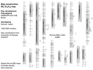 Map construction
RIL (F5/F6) map

Pop. development
Phenotyping
EMBRAPA and UnB,
Brazil

Genotyping
Kazusa, Japan

1228 SSR markers

Also contributions from
University of Georgia     Runner-886 x AiAd
ICRISAT                        AABB




Diploid AA and BB maps
of similar density
also produced
 