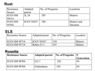 Rust
 Resistance     Adapted       No. of Progenies            Locations
 Source         parent
 ICGV-SM        JL 24            295                      Malawi
 94114
 ICGV-SM        ICGV 93437       188                      Malawi and
 95342                                                    Tanzania

ELS
 Resistance Source    Adapted parent       No. of Progenies    Location

 ICGV-SM 95714        ICGV 93437           139                 Malawi
 ICGV-SM 95714        Robut-33-1           187                 Malawi

Rosette
 Resistance Source        Adapted parent     No. of Progenies F
                                                              Generation
 ICGV-SM 90704            CG 7                242             F6
 ICGV-SM 90704            Chalimbana          320               F6
 