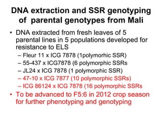 DNA extraction and SSR genotyping
 of parental genotypes from Mali
• DNA extracted from fresh leaves of 5
  parental lines in 5 populations developed for
  resistance to ELS
  –   Fleur 11 x ICG 7878 (1polymorhic SSR)
  –   55-437 x ICG7878 (6 polymorphic SSRs
  –   JL24 x ICG 7878 (1 polymorphic SSR)
  –   47-10 x ICG 7877 (10 polymorphic SSRs)
  –   ICG 86124 x ICG 7878 (16 polymorphic SSRs
• To be advanced to F5:6 in 2012 crop season
  for further phenotyping and genotyping
 