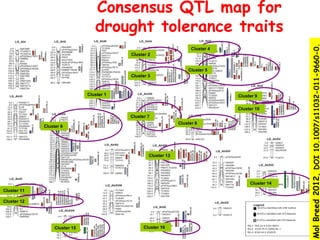 Consensus QTL map for
                                  drought tolerance traits




                                                                                                    Mol Breed 2012, DOI 10.1007/s11032-011-9660-0.
                                                                      Cluster 4
                                           Cluster 2


                                                                    Cluster 5
                                           Cluster 3



                               Cluster 1                                          Cluster 9

                                                                                  Cluster 10
                                           Cluster 7
                                                                Cluster 8
             Cluster 6




                                                   Cluster 13




                                                                                       Cluster 14
Cluster 11

Cluster 12




                  Cluster 15                     Cluster 16
 