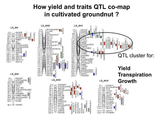 How yield and traits QTL co-map
   in cultivated groundnut ?




                           QTL cluster for:

                           Yield
                           Transpiration
                           Growth
 