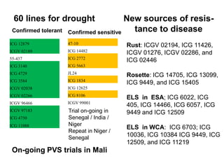 60 lines for drought                     New sources of resis-
 Confirmed tolerant   Confirmed sensitive   tance to disease
ICG 12879             47-10
                                          Rust: ICGV 02194, ICG 11426,
ICGV 02189            ICG 14482
                                          ICGV 01276, ICGV 02286, and
55-437                ICG 2772
                                          ICG 02446
ICG 3140              ICG 5663
ICG 4729              JL24
                                          Rosette: ICG 14705, ICG 13099,
ICG 3584              ICG 1834
                                          ICG 9449, and ICG 15405
ICGV 02038            ICG 12625
ICGV 02266            ICG 8106
                                          ELS in ESA; ICG 6022, ICG
ICGV 96466            ICGV 99001
                                          405, ICG 14466, ICG 6057, ICG
ICGV 97183            Trial on-going in   9449 and ICG 12509
ICG 4750              Senegal / India /
ICG 11088             Niger
                                          ELS in WCA: ICG 6703; ICG
                      Repeat in Niger /
                      Senegal             10036, ICG 10384 ICG 9449, ICG
                                          12509, and ICG 11219
 On-going PVS trials in Mali
 