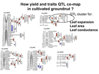 How yield and traits QTL co-map
   in cultivated groundnut ?
                         QTL cluster for:

                         Leaf expansion
                         Leaf area
                         Leaf conductance
 